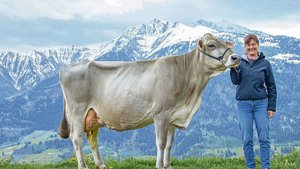 Topleistung und Langlebigkeit: Die 12-jährige Jongleur Elisa (derzeit bei 110 000 kg Milch) mit  Besitzerin Andrea Arpagaus, gezüchtet vom 2019 verstorbenen Adrian Arpagaus.