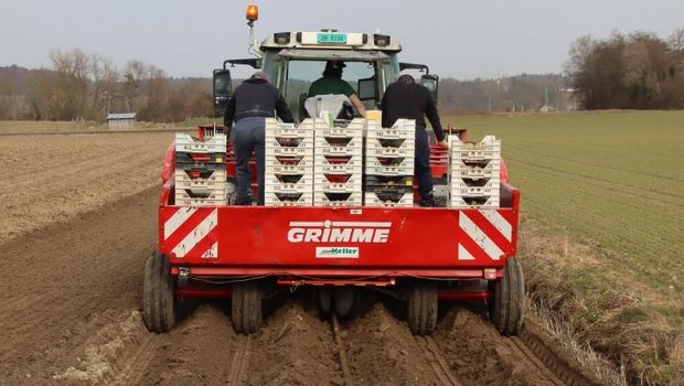 Die Pflanzkartoffeln sind vorgekeimt worden, damit die Pflanzenentwicklung starten kann. (Bilder Roland Müller)