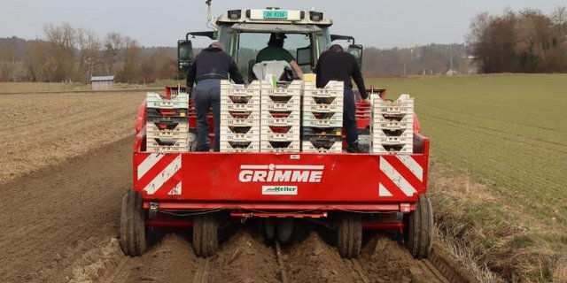 Die Pflanzkartoffeln sind vorgekeimt worden, damit die Pflanzenentwicklung starten kann. (Bilder Roland Müller)