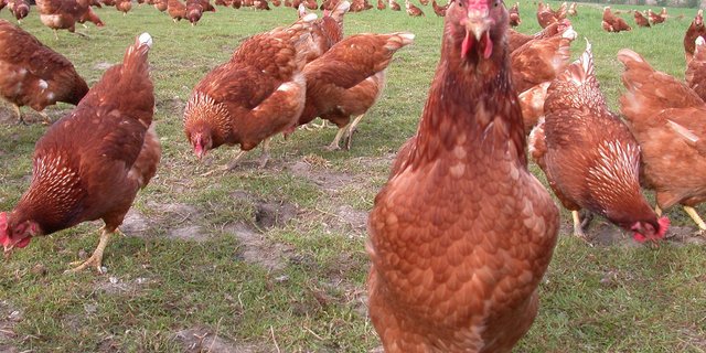 Brasilien will Russland mit 150'000 Tonnen Geflügel aushelfen. (Bild BauZ)