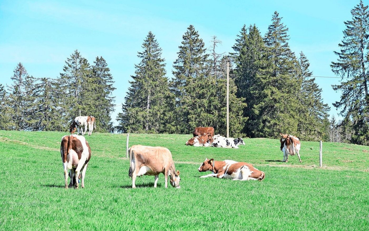 Bis jetzt war die rote Farbe in der Herde noch dominant. Nur einzelne Jersey- und Holsteintiere werden gehalten. In ein paar Jahren sollte die Kuhherde komplett genetisch hornlos sein. 