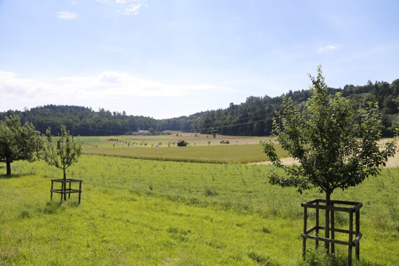 Ein Grossteil der derzeit noch dynamischen Waldgrenzen im Aargau betreffen Landwirtschaftsland. (Bild ji)