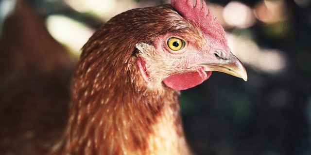 Die Intelligenz von Hühnern darf man nicht unterschätzen. (Bild Pixabay)