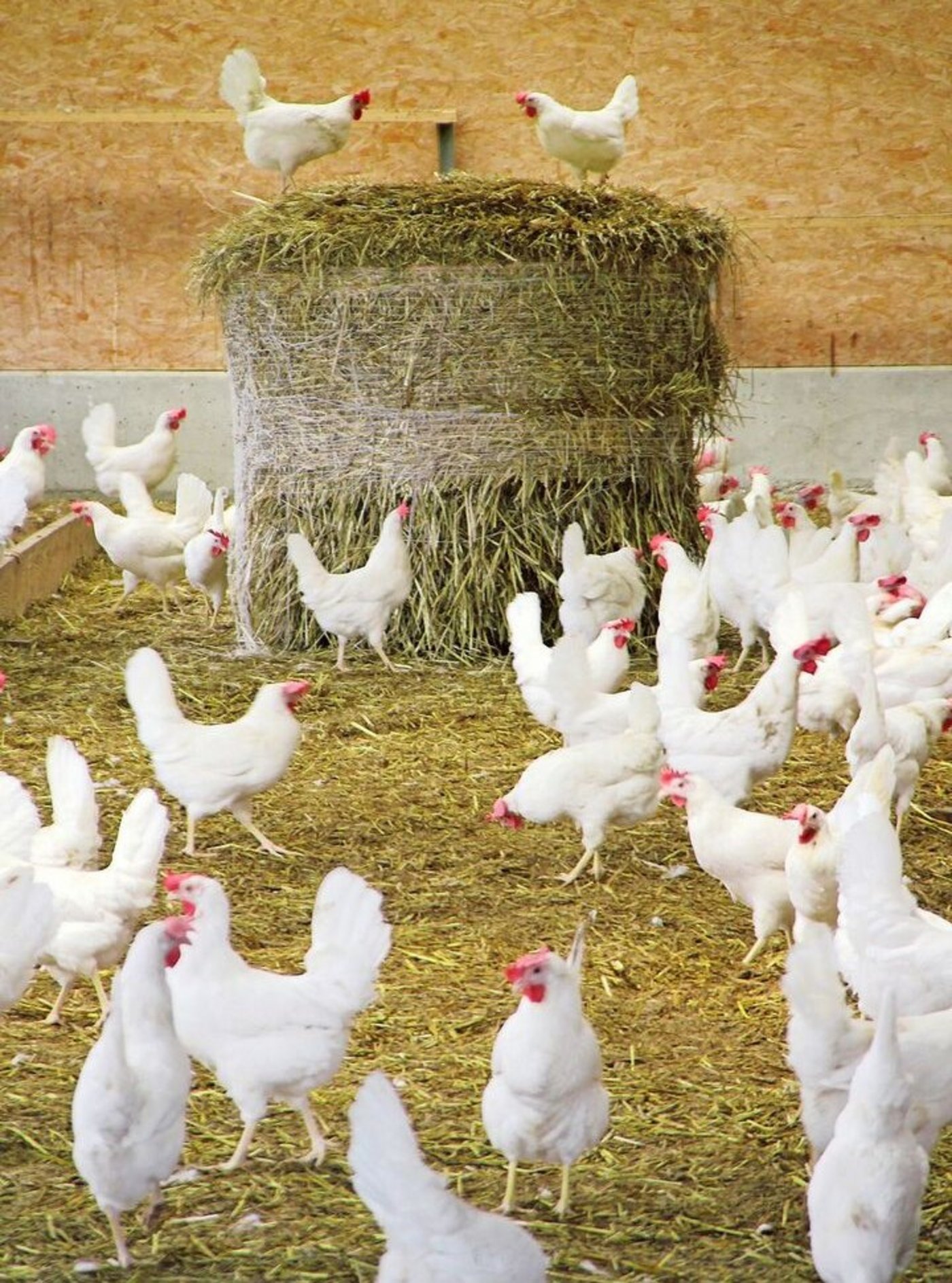 Beim Tierwohl schneidet der Betrieb in der Nachhaltigkeitsbewertung gut ab. Sie zeigt aber auch Potenziale auf.