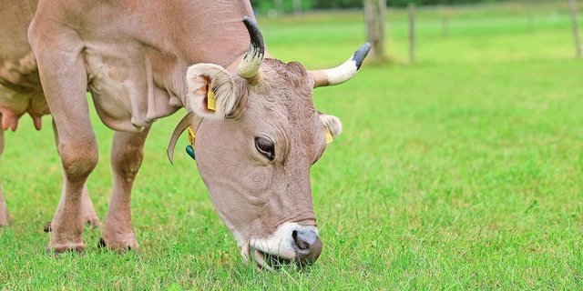 Weidegras im Spätsommer und Herbst hat tiefe Rohfaser- und Energiegehalte. Vor allem bei frisch gekalbten Kühen sollte die Ration mit gutem Dürrfutter vom ersten Schnitt oder Silomais ergänzt werden.