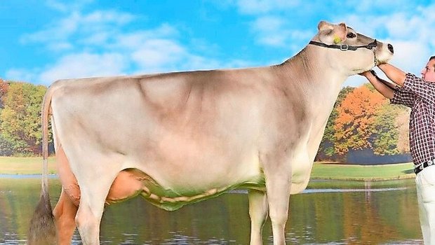 Die Braunviehkuh Sina ist mit ihrer Langlebigkeit, dem guten Milchgehalt und dem exzellenten Exterieur David Forrers Lieblingskuh.