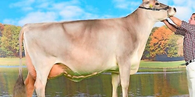 Die Braunviehkuh Sina ist mit ihrer Langlebigkeit, dem guten Milchgehalt und dem exzellenten Exterieur David Forrers Lieblingskuh.