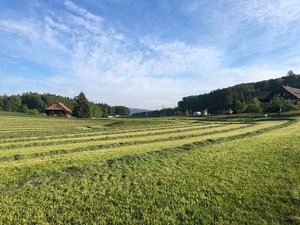 Wer im Futterbau hohe Erträge erzielen will, sollte die Bodenfruchtbarkeit nicht ausser Acht lassen. (Bild Jasmine Baumann)