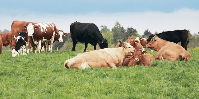 Diese Herde geniesst das Weideleben schon routiniert. Damit bei der Umstellung im Frühling alles rund läuft, muss einiges beachtet werden.