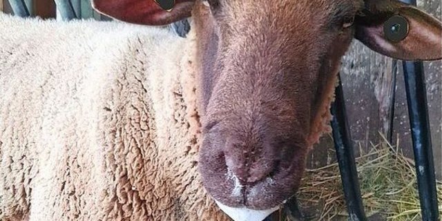 Blauzungenkrankheit bei einem Schaf: Zu den möglichen Symptomen gehört vermehrtes Speicheln. 