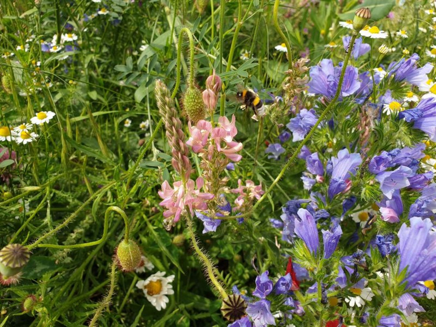 Das «Smaragd»-Netzwerk hat zum Ziel Biodiversität auf europäischer Ebene zu fördern. (Bild ji)