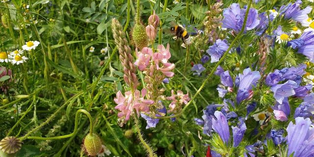 Das «Smaragd»-Netzwerk hat zum Ziel Biodiversität auf europäischer Ebene zu fördern. (Bild ji)