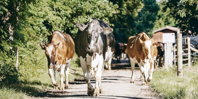 Schwarz vor Rot. Innert kürzester Zeit dürften bei Swissherdbook mehr Holsteiner im Herdebuch sein als Red Holsteiner.  