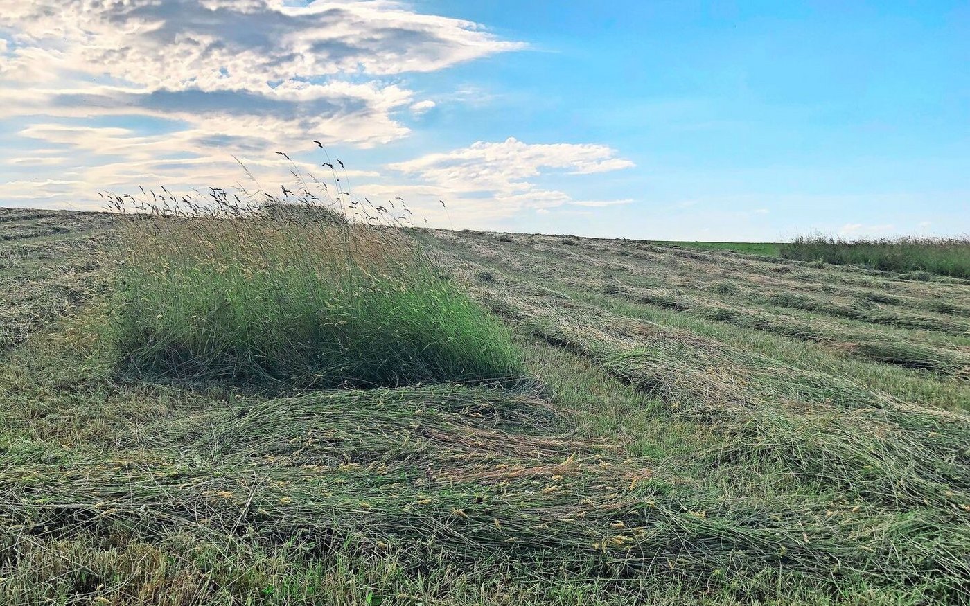 Eine BrBL-Massnahme ist die gestaffelte Nutzung von maximal der Hälfte der Biodiversitätsförderflächen-Wiesen auf Betriebsebene. Der früheste Schnittzeitpunkt wird dabei regional festgelegt. 