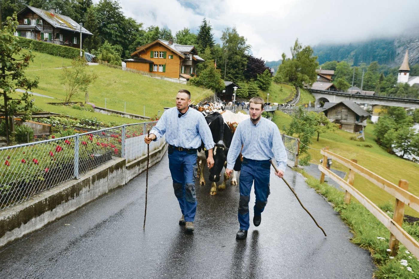 Frank und sein Sohn Marc Amstutz gehen voraus: Ihre 56 Kühe nehmen den 13 Kilometer langen Weg, von Lauterbrunnen BE über Wengen auf die Wengernalp, in Angriff.
