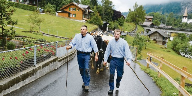 Frank und sein Sohn Marc Amstutz gehen voraus: Ihre 56 Kühe nehmen den 13 Kilometer langen Weg, von Lauterbrunnen BE über Wengen auf die Wengernalp, in Angriff.