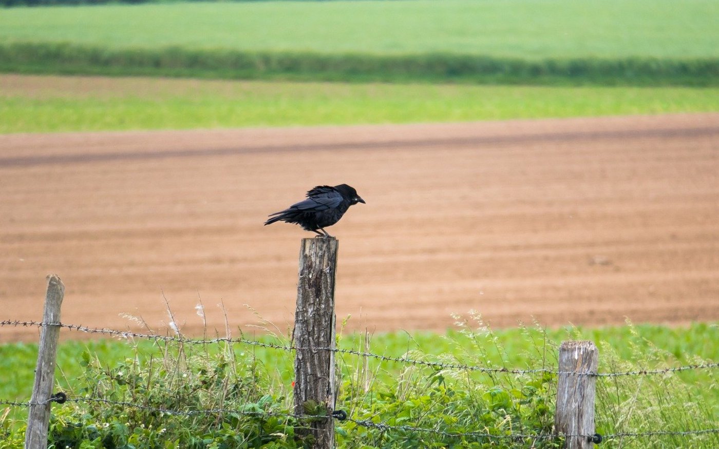 Krähen mögen offene Landschaften ohne Strukturen. Hecken, Büsche und Einzelbäume behagen ihnen nicht, da sich dort ihre natürlichen Feinde (z. B. Greifvögel) verstecken könnten. (Bild Pixabay)