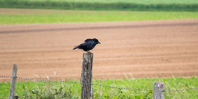Krähen mögen offene Landschaften ohne Strukturen. Hecken, Büsche und Einzelbäume behagen ihnen nicht, da sich dort ihre natürlichen Feinde (z. B. Greifvögel) verstecken könnten. (Bild Pixabay)