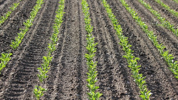 In den Zuckerrüben sollte bis spätestens im 6- bis 8-Blatt-Stadium die Stickstoffdüngung abgeschlossen sein. (Bild Ueli Zobrist)