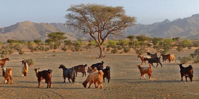 Weltweit machen Wiederkäuer wie Ziegen oder Rinder grosse Flächen für den Menschen zur Nahrungsmittelproduktion nutzbar. Aber nicht alles mit Tieren genutzte Land ist nicht ackerbaufähig.