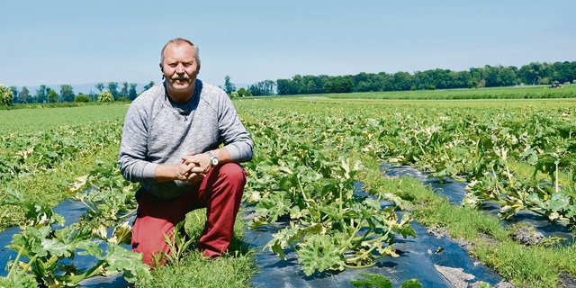 Thomas Wyssa setzt bei seinen Zucchetti biologisch abbaubare Mulchfolien ein, um den Herbizideinsatz zu verringern. Zudem kann er die Mulchfolien danach einfach in den Boden einarbeiten und muss sie nicht umständlich bergen und entsorgen lassen.(Bild Jasmine Baumann)