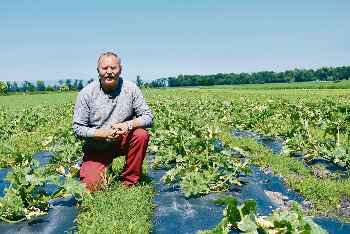 Thomas Wyssa setzt bei seinen Zucchetti biologisch abbaubare Mulchfolien ein, um den Herbizideinsatz zu verringern. Zudem kann er die Mulchfolien danach einfach in den Boden einarbeiten und muss sie nicht umständlich bergen und entsorgen lassen.(Bild Jasmine Baumann)