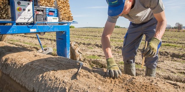 Bis Spargeln in grösseren Mengen aus der Schweiz erhältlich sind, geht es noch eine Weile. Aber die Saison nimmt Fahrt auf. (Bild zVg)