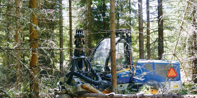 Das Angebot an frischem Nadel-Sägerundholz ist aktuell  in weiten Teilen der Schweiz ausreichend,(Bild Hans Rüssli)