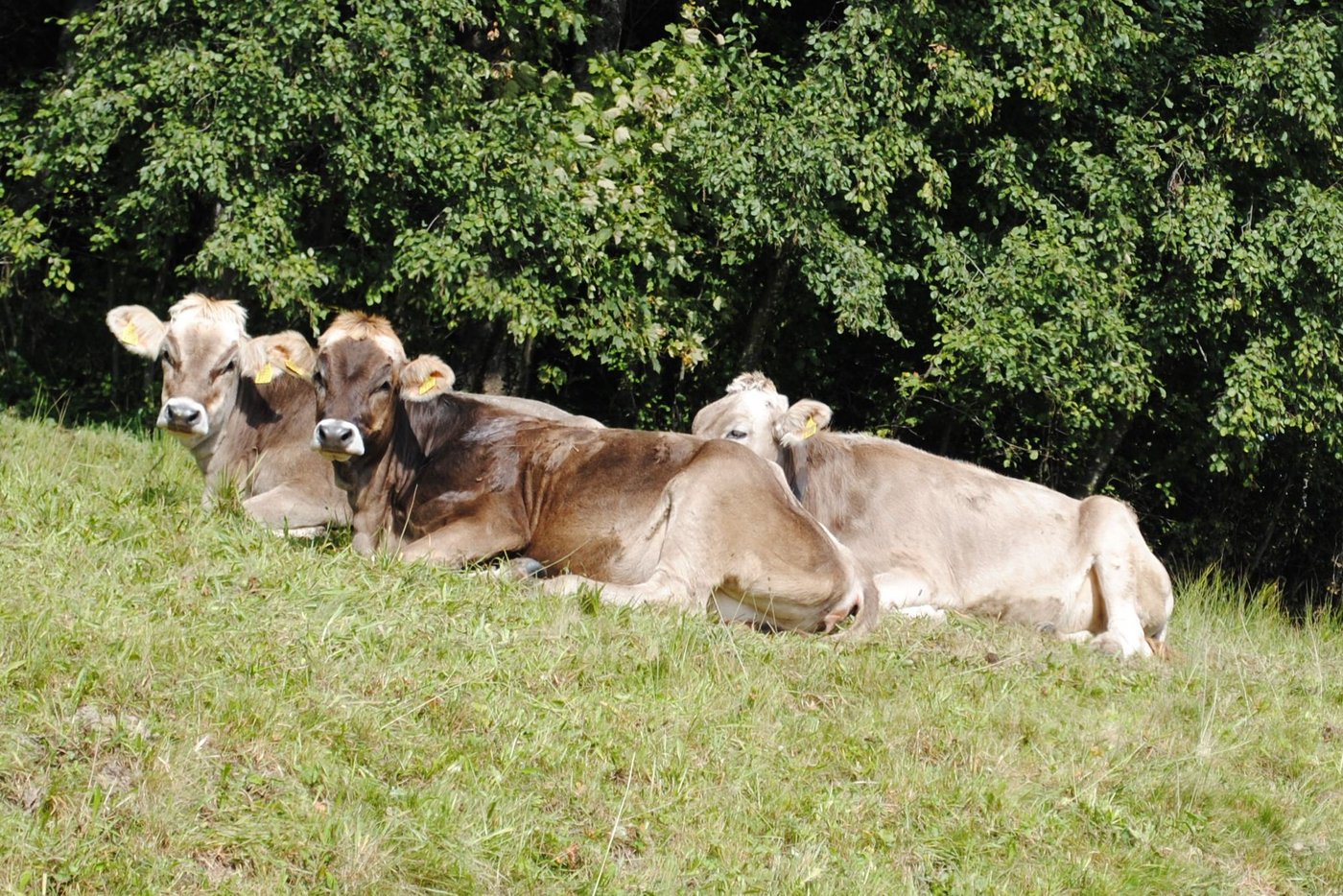 Rückkaufpauschalen für Aufzuchtrinder lehnen sich neu an den Schlacht-, Nutzvieh- und Milchpreis an. (Bild Franz Philipp)