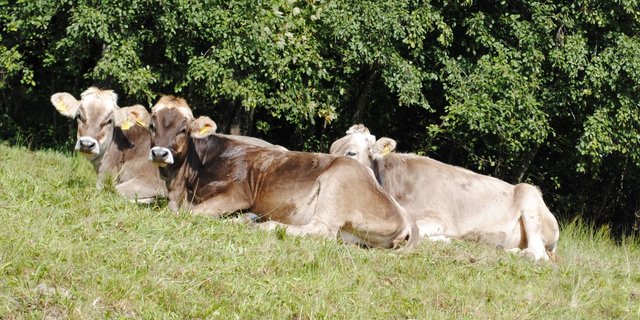 Rückkaufpauschalen für Aufzuchtrinder lehnen sich neu an den Schlacht-, Nutzvieh- und Milchpreis an. (Bild Franz Philipp)