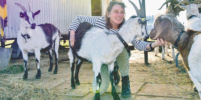 Die Bäuerin Gabriela Gfeller-Woodtli verbringt viel Zeit bei ihren Tieren auf dem IP-Betrieb in Beitenwil bei Rubigen. Die Pro-Specie-Rara-Pfauenziegen züchtet sie, eine Burenziege ist in der Gruppe mit dabei (rechts im Bild). (Bild BauernZeitung/sjh)