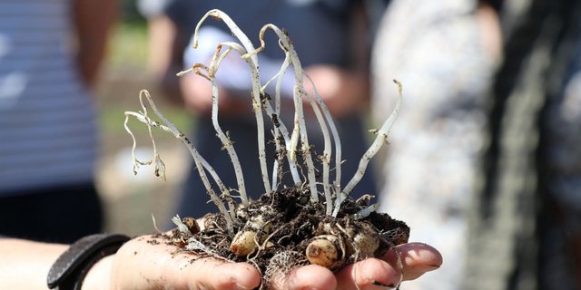 Eine Handvoll Knollenziest, parat zum Setzen. (Bild Ruth Aerni)