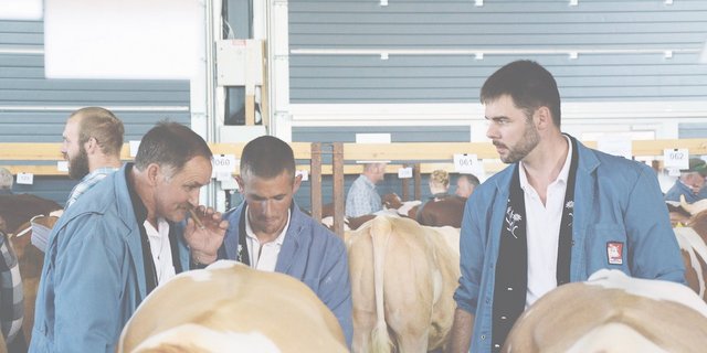 Am Dienstag werden in Thun am traditionellen Stiermarkt den ganzen Tag Stiere gehandelt. (Bild sb)