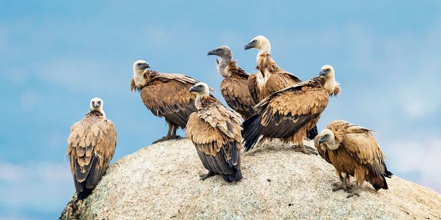 In den letzten Jahren sind Gruppen von 50 Gänsegeiern und mehr in der Schweiz keine Seltenheit mehr.