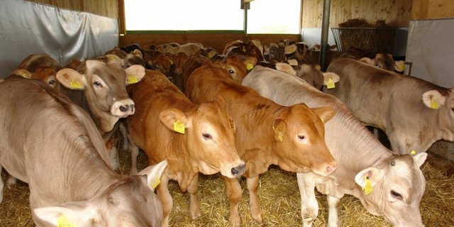 Abzüge und sinkende Preise machen Kälbermästern das Leben schwer. Ausserdem werden laut SKMV die Richtpreise z. T. nicht eingehalten. (Bild Aline Küenzi)