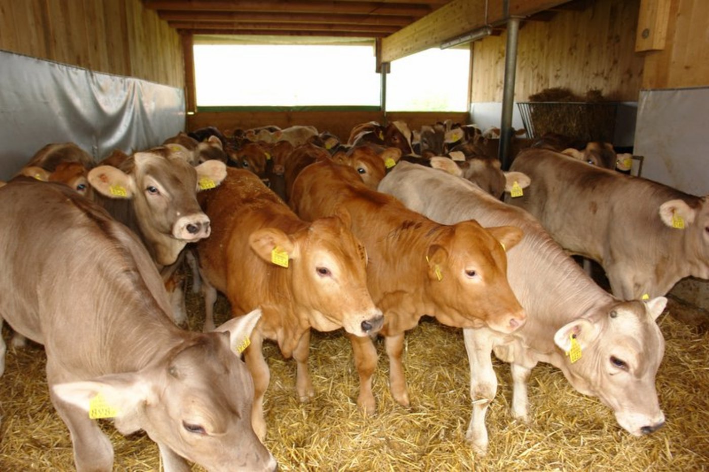 Abzüge und sinkende Preise machen Kälbermästern das Leben schwer. Ausserdem werden laut SKMV die Richtpreise z. T. nicht eingehalten. (Bild Aline Küenzi)