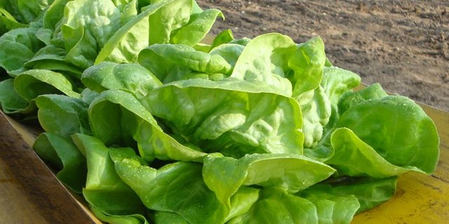 Kopfsalat ist einer der meistkonsumierten Salate. (Bild lid)