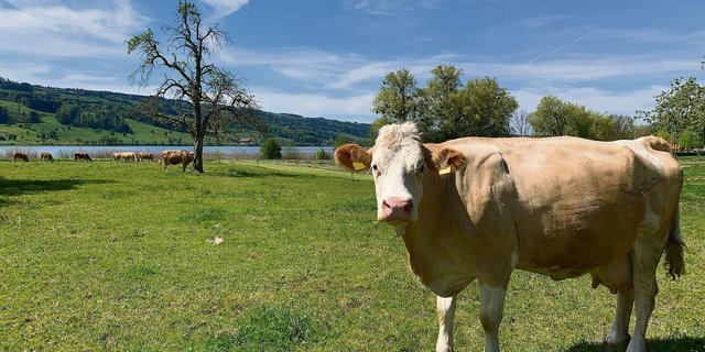 Im Kanton Luzern sollen künftig mehr Flächen biologisch bewirtschaftet werden. Das Bild zeigt weidende Mutterkühe am Baldeggersee.  