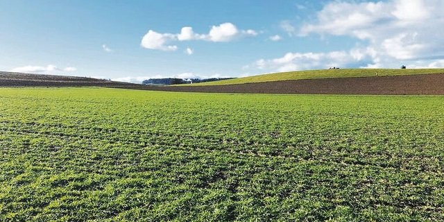 Die Kunstwiese ist Teil einer gesunden Fruchtfolge. Sie werde bei «Klimastar Milch» nicht in Frage gestellt, heisst es. 