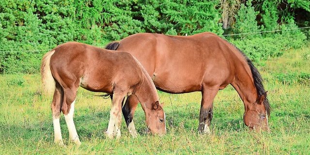 Bei laktierenden Stuten ist ein BCS von 4 anzustreben. Dabei sind die Rippen nicht sichtbar, aber leicht zu ertasten.
