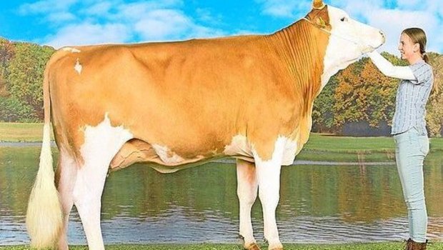 Kuh Bernina überzeugt mit ihrem Exterieur: Sie ist die höchste linear beschriebene reine Simmentaler-Kuh in der Schweiz. 