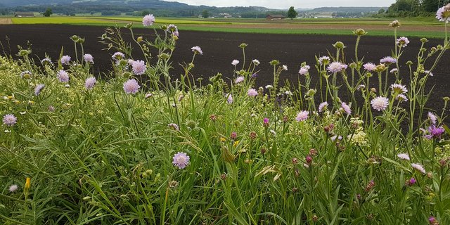 Sowohl die beteiligte Fläche als auch die durchschnittlich erreichte Punktezahl im Biodiversitäts-Punktesystem von IP-Suisse seien in den letzten Jahren gestiegen. (Bild ji/lid)