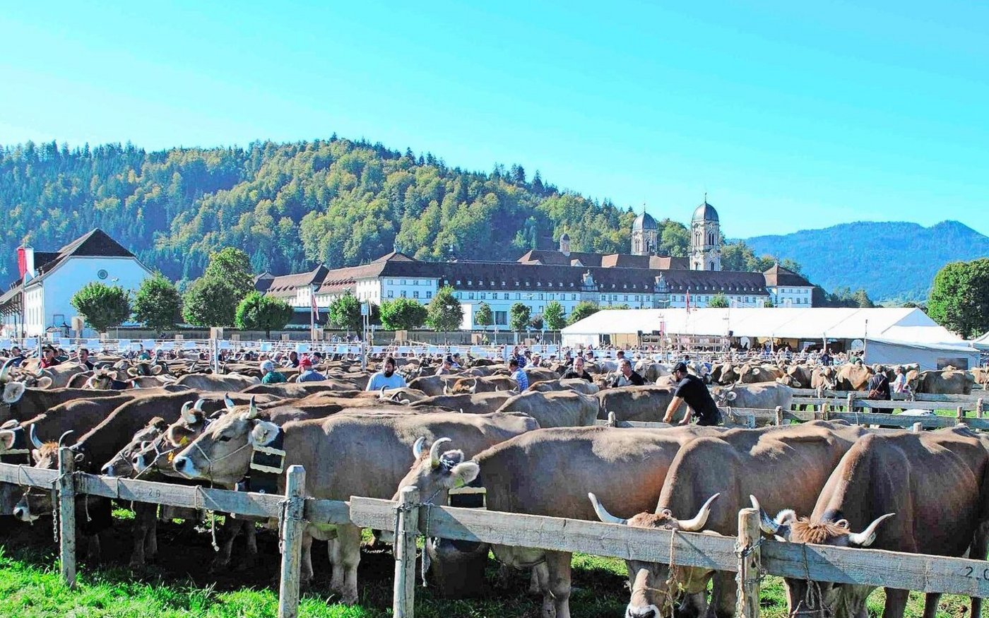 Die Braunviehtiere Einsiedeln werden in diesem Jahr über das Brunanet von Braunvieh Schweiz angemeldet.