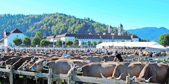 Die Braunviehtiere Einsiedeln werden in diesem Jahr über das Brunanet von Braunvieh Schweiz angemeldet.