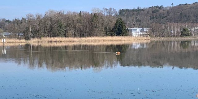 Kalb gönnt sich eine kleine Erfrischung im See. (Bild zVg)