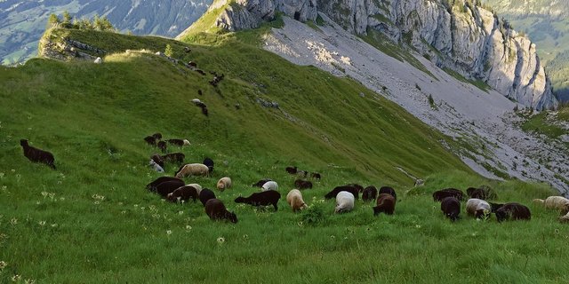 Im Schafbereich besteht noch Potenzial für bessere Organisation, Schafe Schweiz will diese Lücke nun schliessen. Ob sie dereinst tatsächlich die ganze Branche abdecken kann, ist noch offen.(Bild zVg)