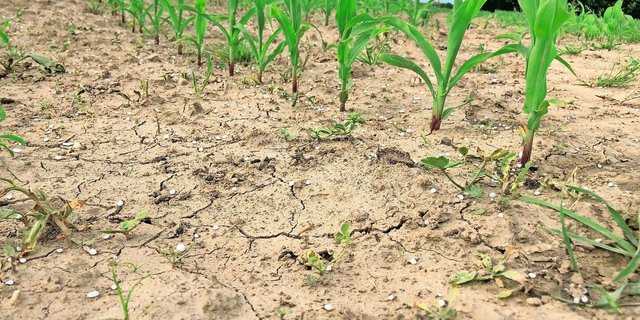 Beim Mais enthält die Grud bisher einen schweizweiten Standardwert für den Ertrag. Eine ertragskorrigierte Norm ist in Überprüfung. 