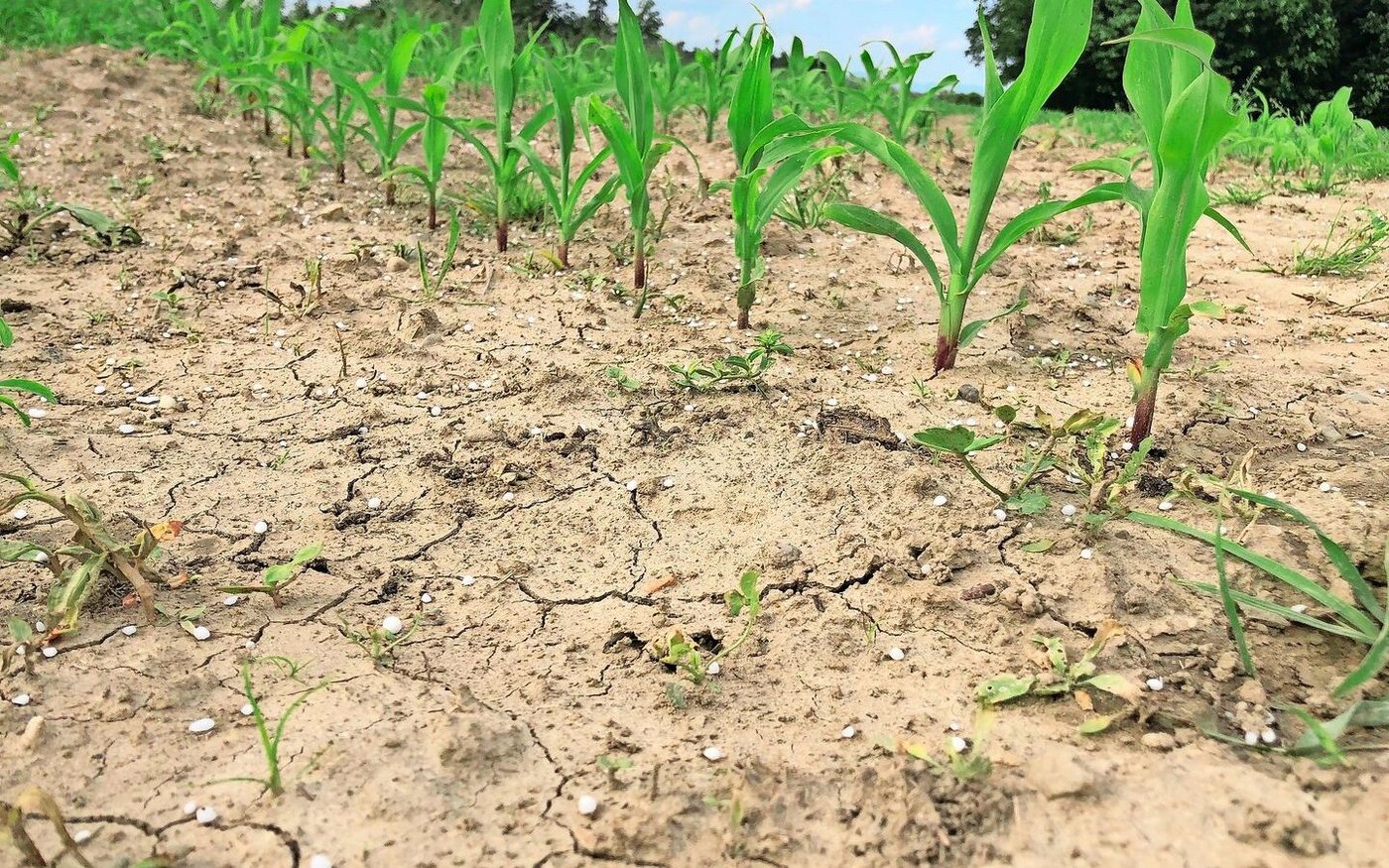 Beim Mais enthält die Grud bisher einen schweizweiten Standardwert für den Ertrag. Eine ertragskorrigierte Norm ist in Überprüfung. 