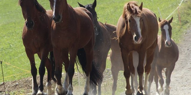 Vor allem in Deutschland sind nicht-tierärztliche medizinische Dienstleistungen bei Pferden beliebt. (Bild landwirtschaft.ch, Julia Schwenter)