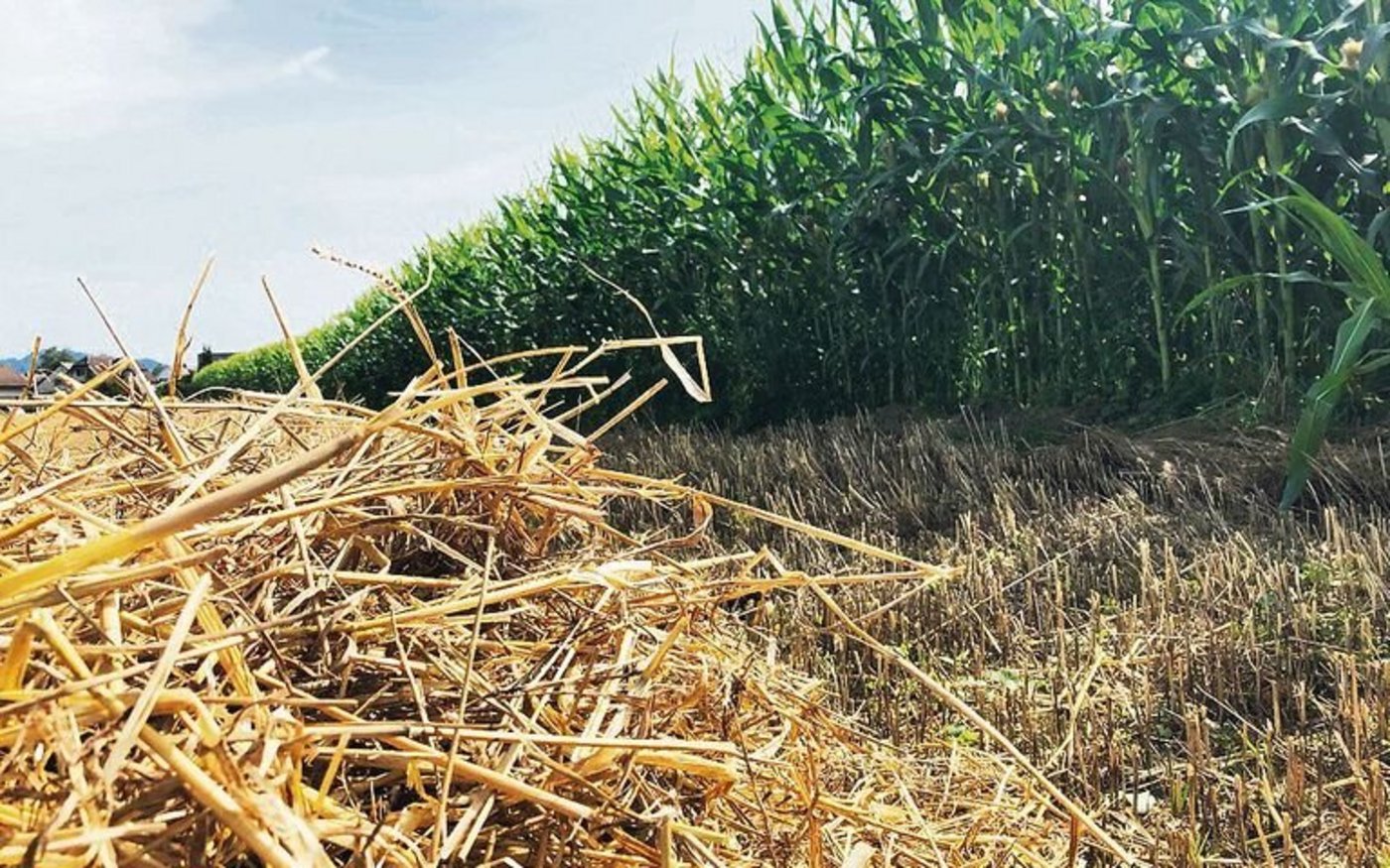 Obwohl die Ernte weit entfernt ist: Swissgranum kann bereits eine Einschätzung abgeben, wie die Erntemenge aussehen wird.
